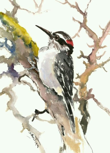 Птицы дятел акварелью