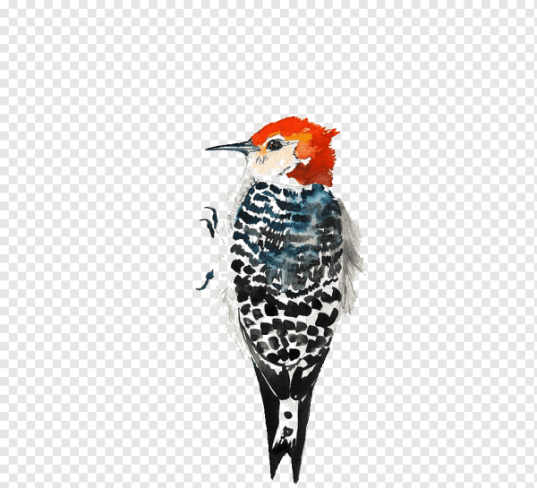 Дятел живопись