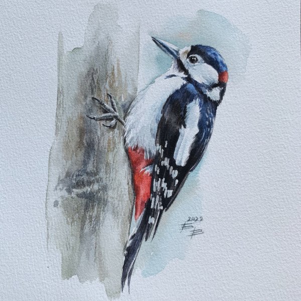 Птицы дятел акварелью