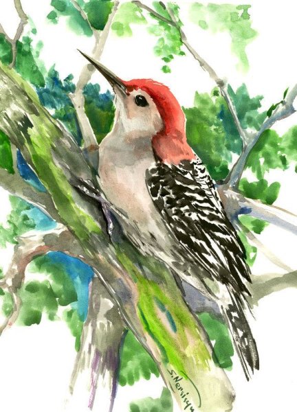Дятел акварелью