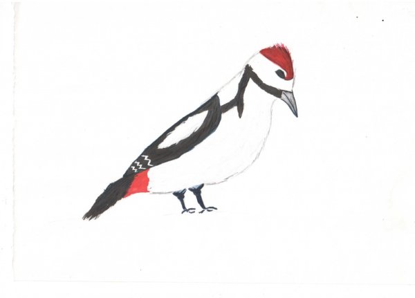 Сорока гуашью