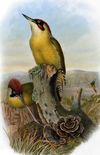 Дятел рисунок акварелью