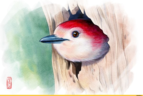 Дятел акварелью