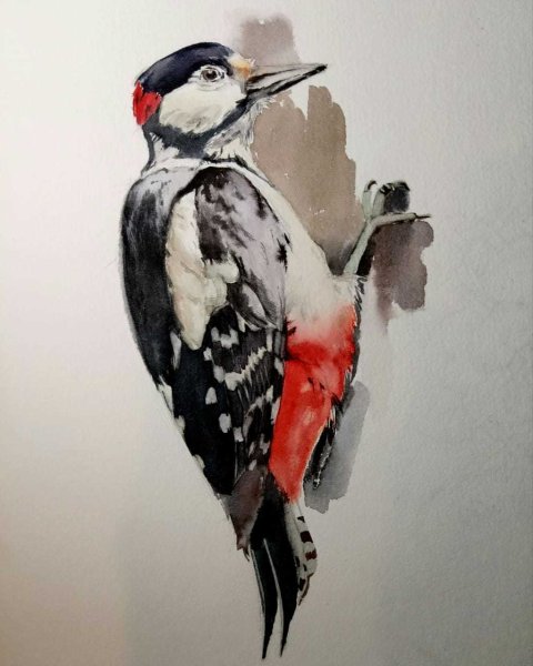 Дятел акварелью