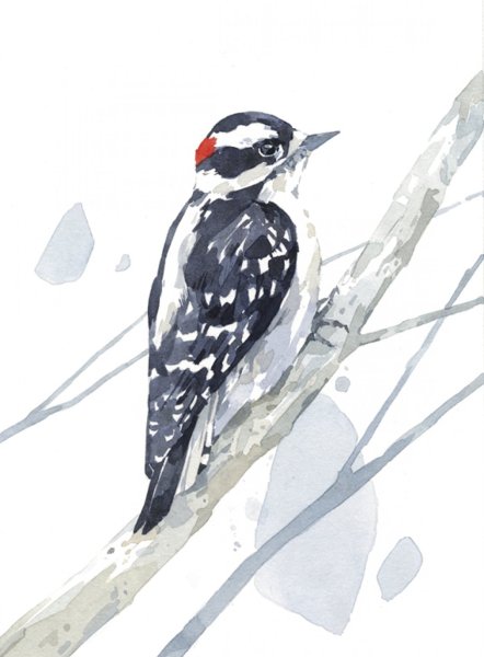 Дятел Желна рисунок