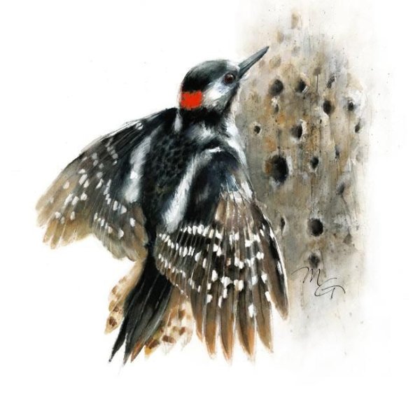 Дятел акварелью