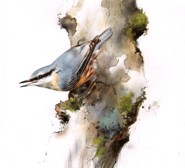 Дятел на белом фоне