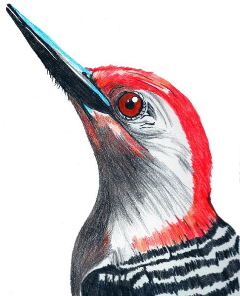 Дятел рисунок акварелью