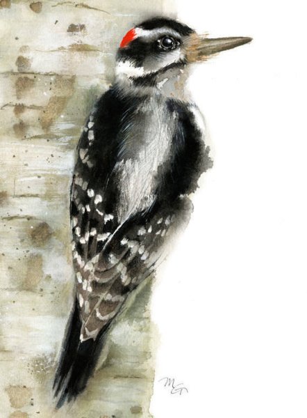 Дятел рисунок акварелью