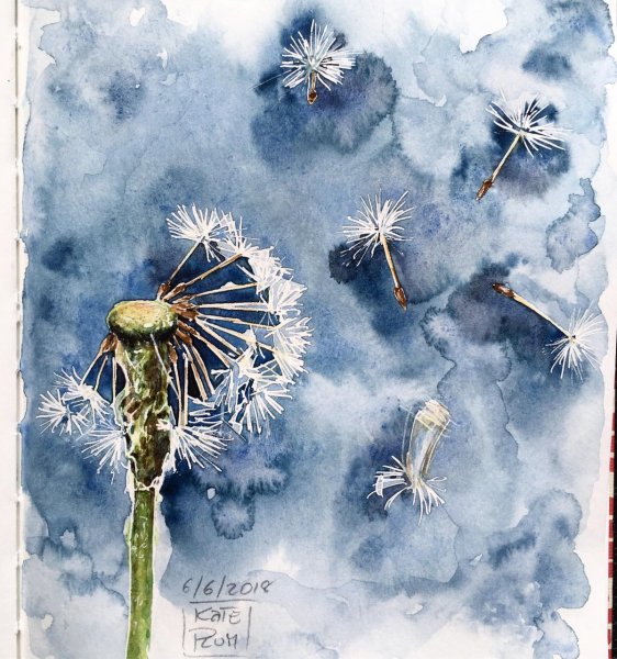 Акварель отцветшего одуванчика