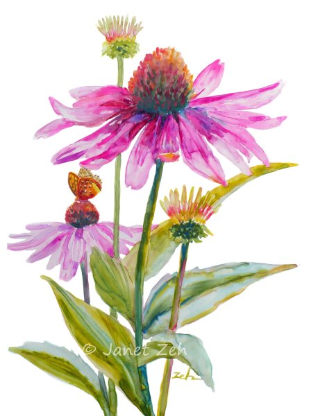 Эхинацея акварель