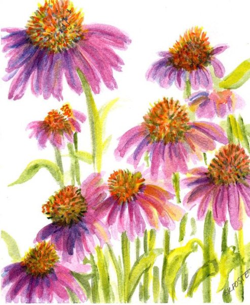 Эхинацея пурпурная Ботаническое