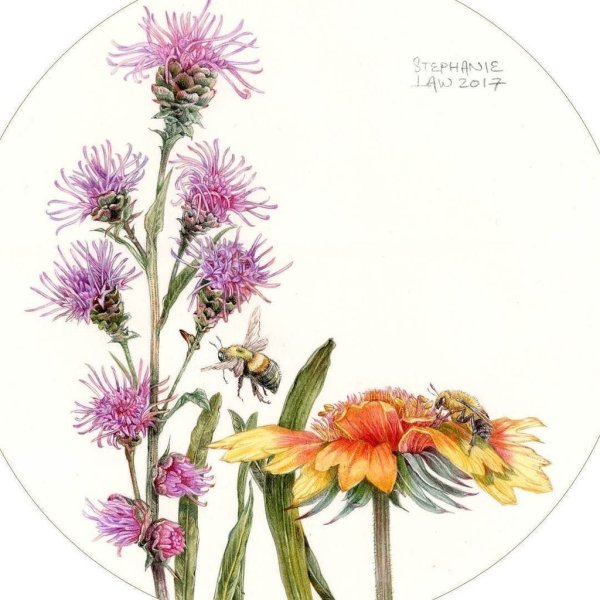 Пошаговый самоучитель по рисованию цветов акварелью