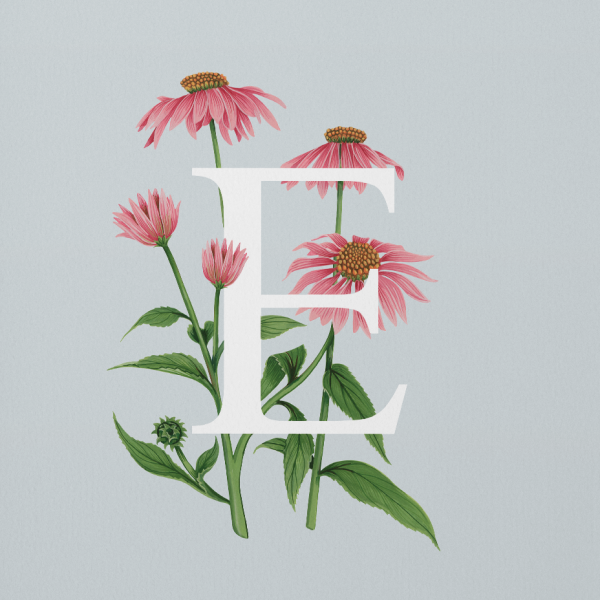 Эхинацея живопись