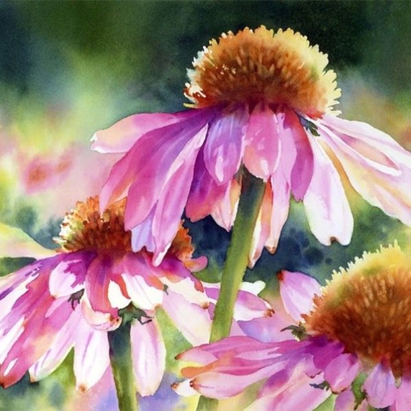 Эхинацея пурпурная ботаника