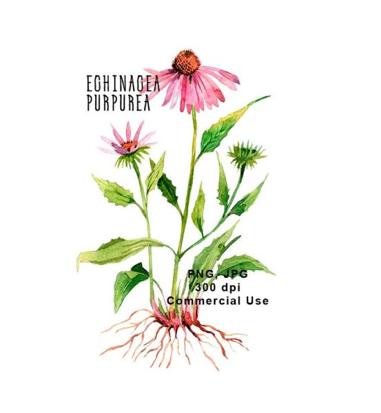 Чудесная игла эхинацея