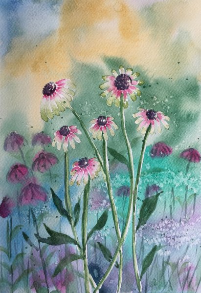 Иллюстрация эхинацея акварель