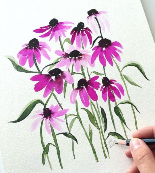 Эхинацея Ботаническая акварель