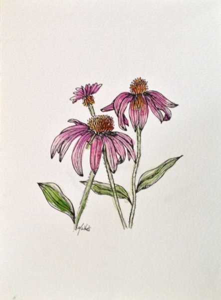 Акварель эхинацея оранжевая