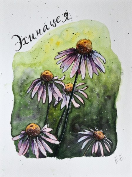 Marni Maree художник эхинацея