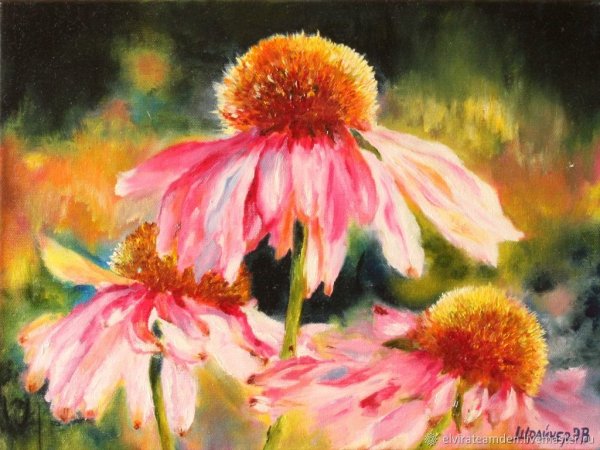 Эхинацея пурпурная ботаника