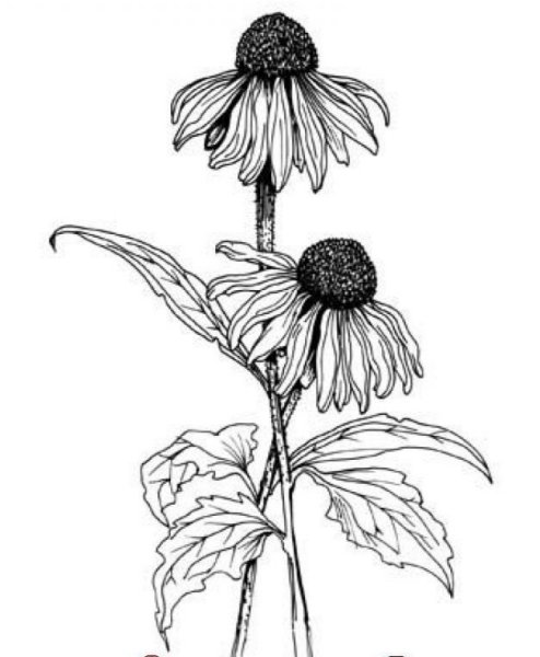 Рудбекия рисунок пошагово акриловыми