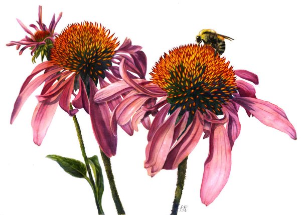 Эхинацея Ботаническая акварель