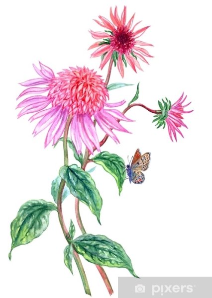 Эхинацея пурпурная ботаника