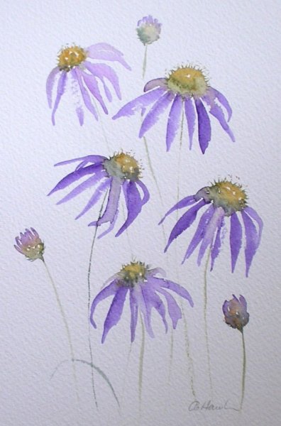 Эхинацея пурпурная акварель