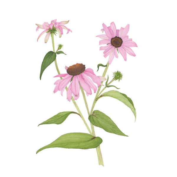 Эхинацея пурпурная Ботаническая иллюстрация
