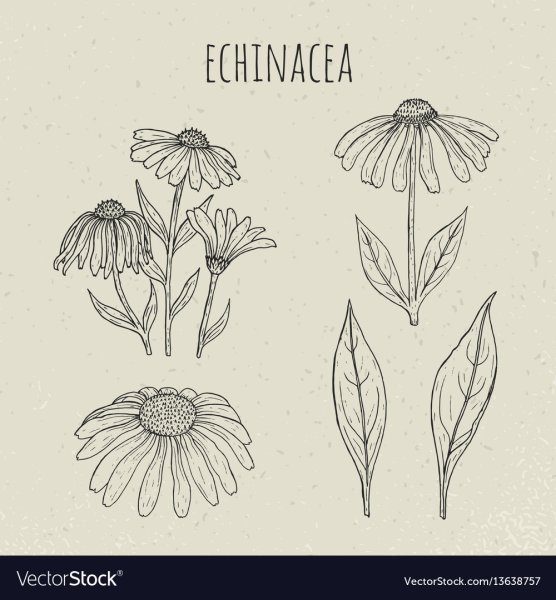 Рудбекия живопись Ботаническая