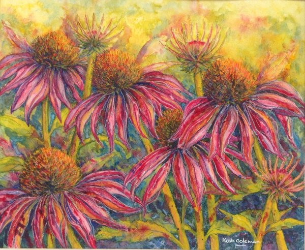 Эхинацея пурпурная ботаника