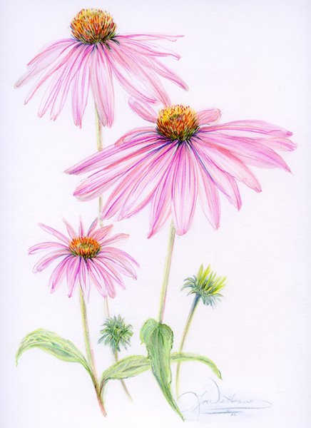 Эхинацея пурпурная ботаника