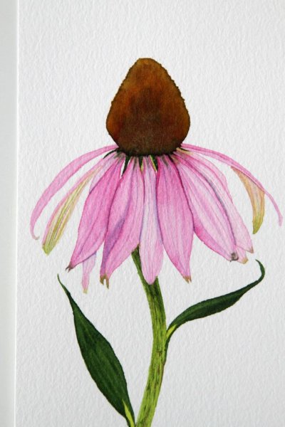 Эхинацея акварель