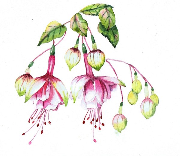 Цветы акварель фуксия