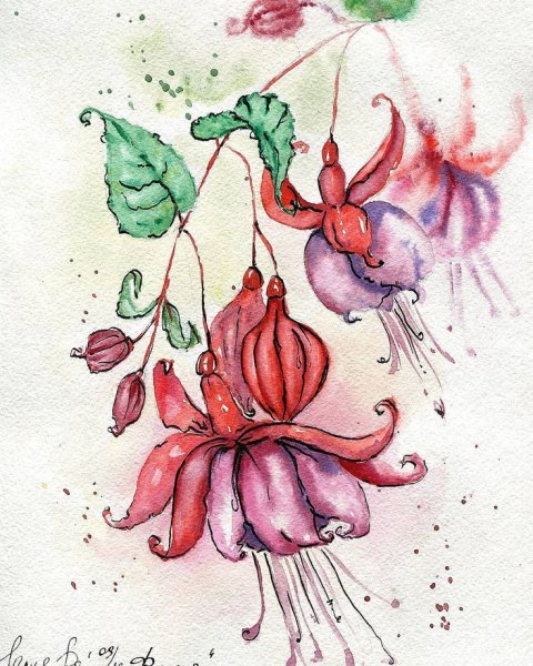 Фуксия акварель