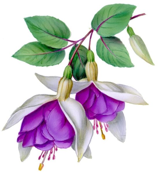 Фуксия ботаника