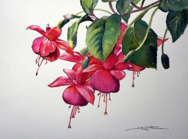 Цветы акварель фуксия
