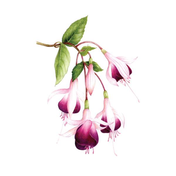 Фуксия акварель