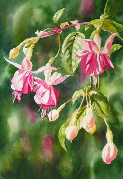 Винсент Женнеро Ботаническая акварель