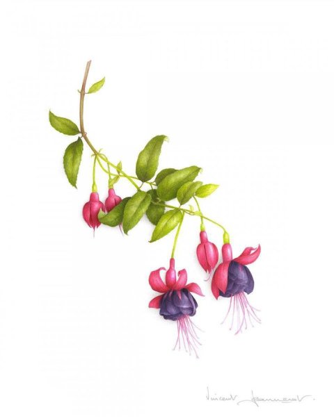 Цветы акварель фуксия