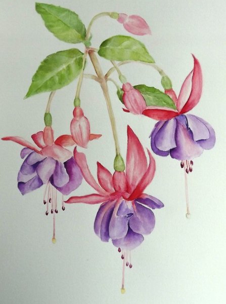 Акварельные цветы фуксия