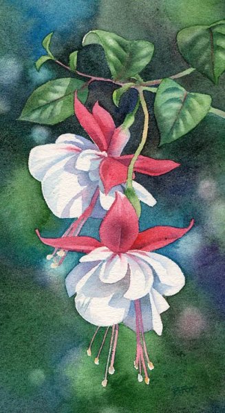Фуксия акварель
