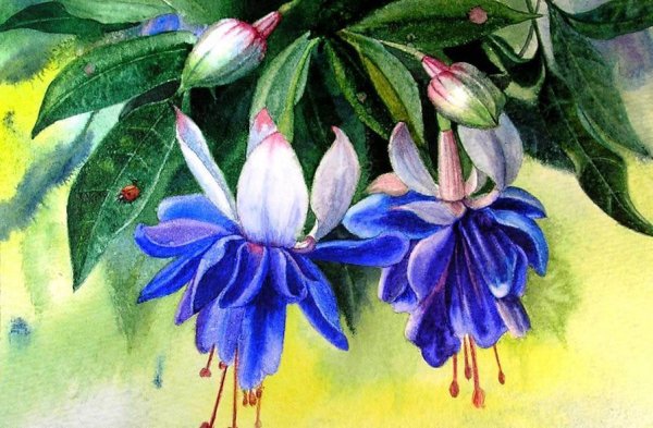 Фуксия Flamenco Dancer