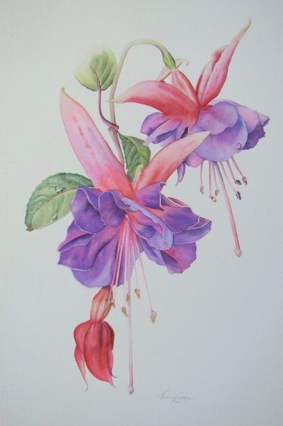 Цветы акварель фуксия