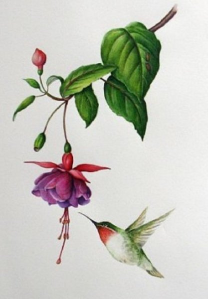 Цветы акварель фуксия