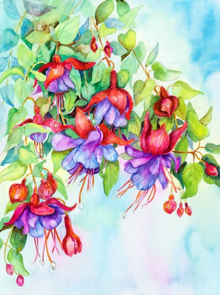 Фуксия акварель