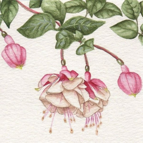 Акварели Рэйчел МАКНОТОН