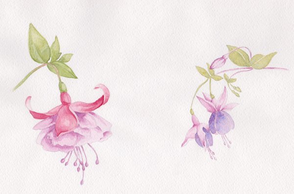 Колибри и цветы акварелью