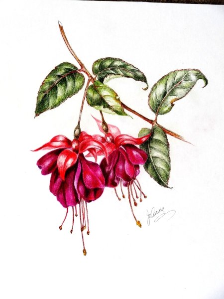 Колокольчики акварелью